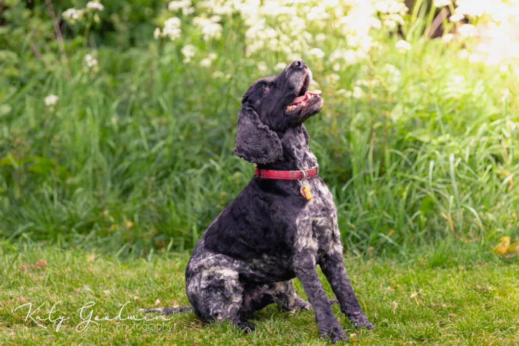Dog Portraits