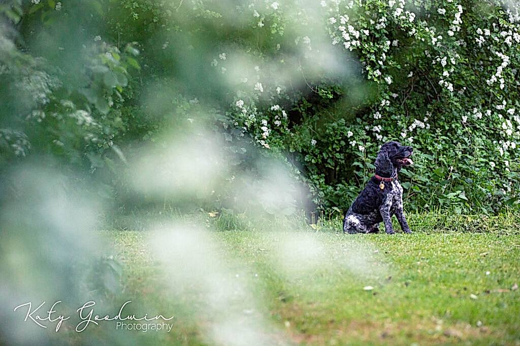 Dog Photographer