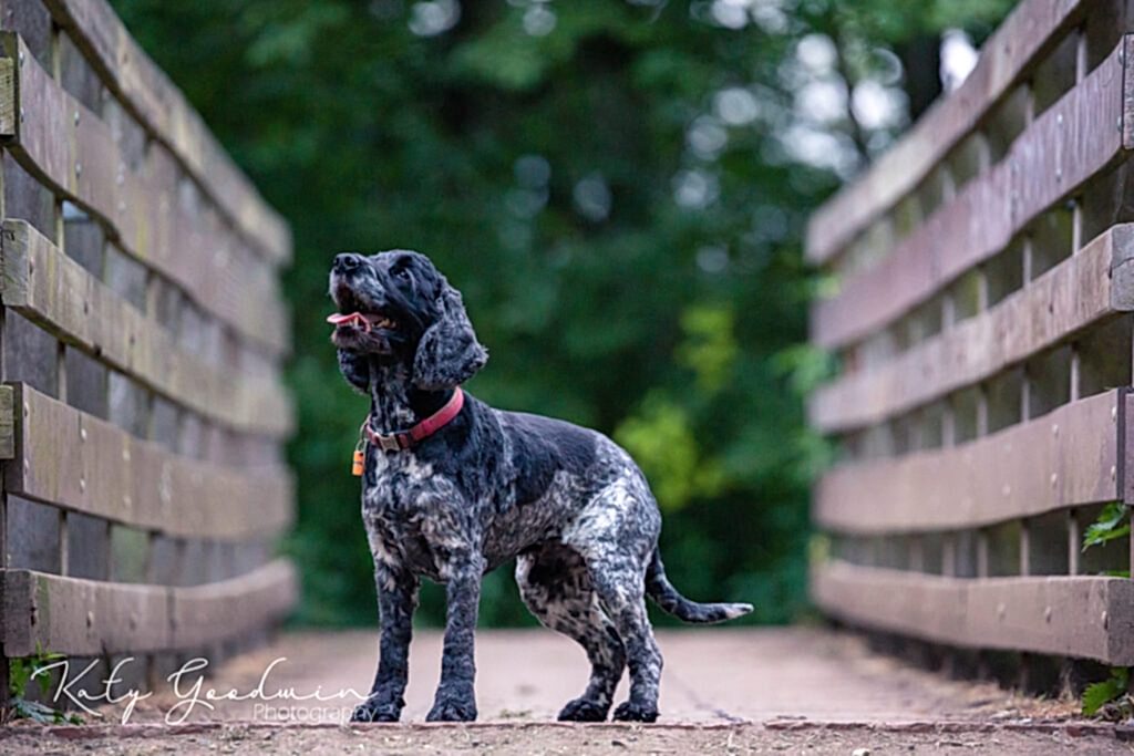 Pet Photography