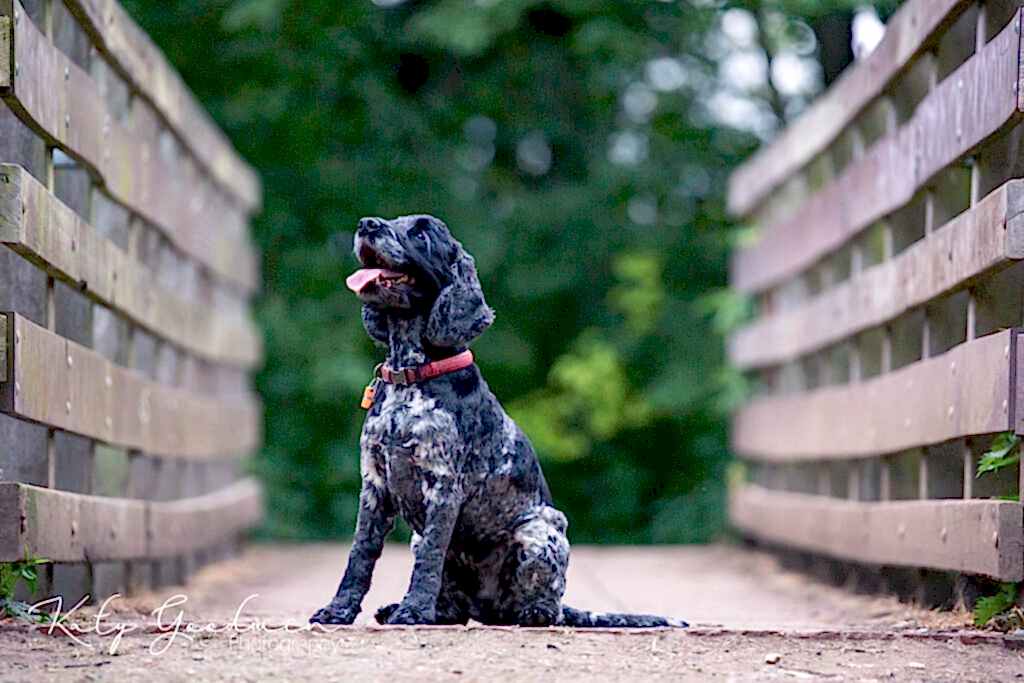 Pet Photography