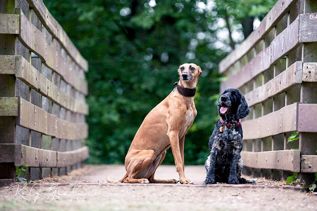 Dog Portraits