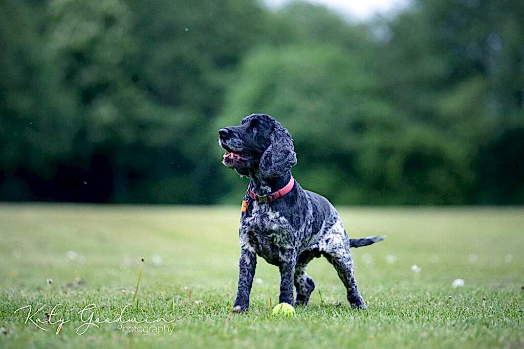 Pet Photography