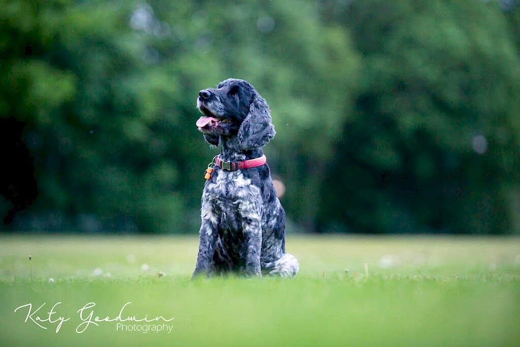 Pet Photography