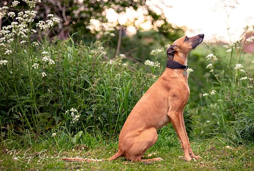 Dog Portraits