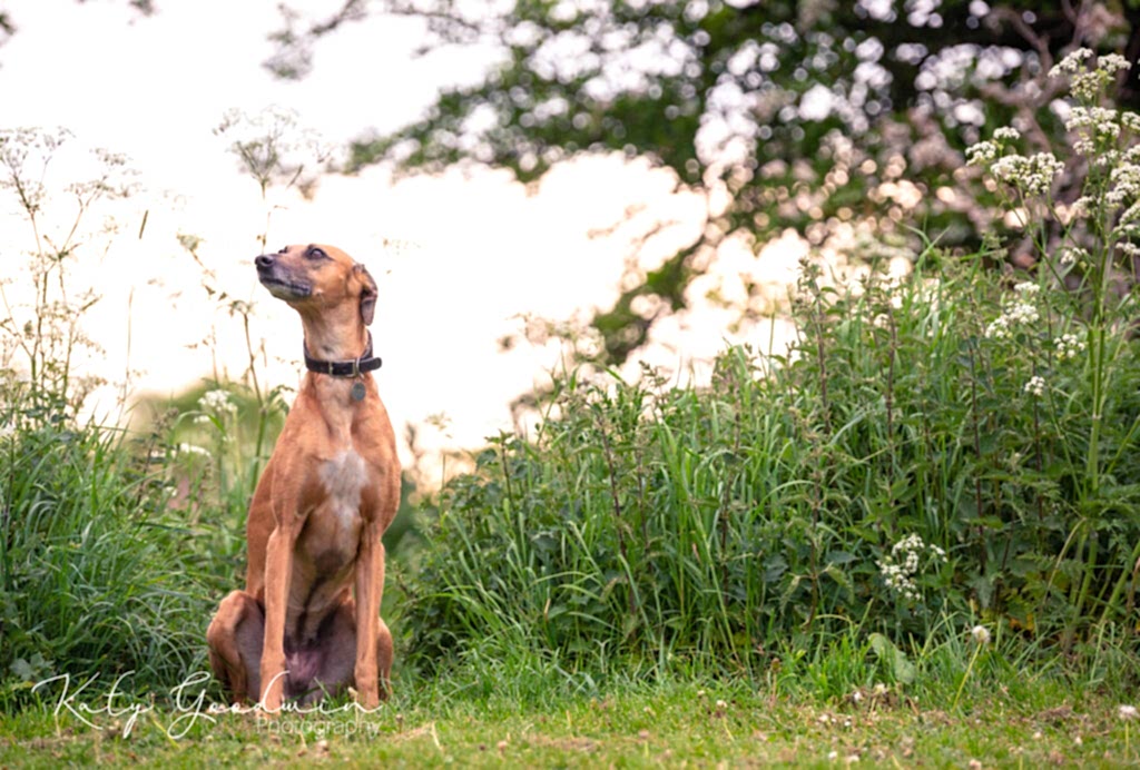 Dog Portraits