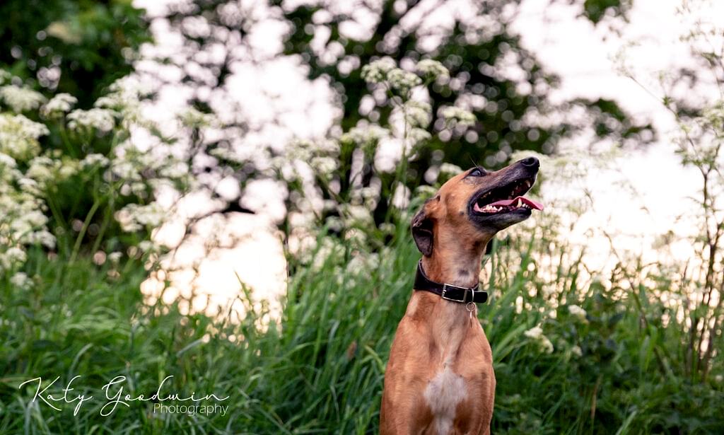 Dog Portraits