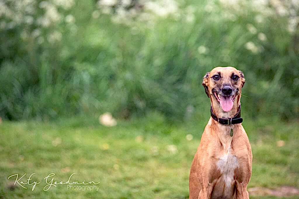 Dog Portraits