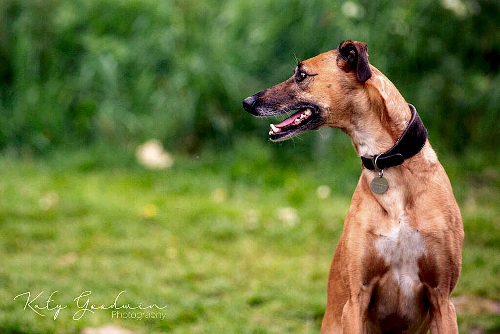Dog Portraits