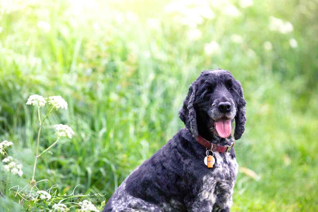 Dog Portraits