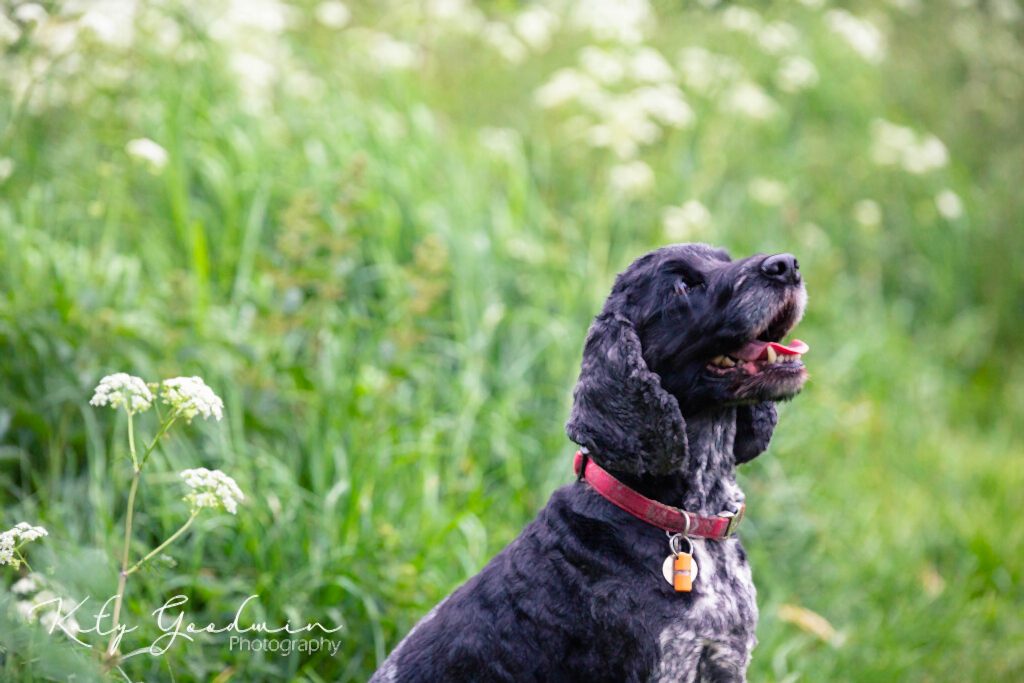 Dog Portraits