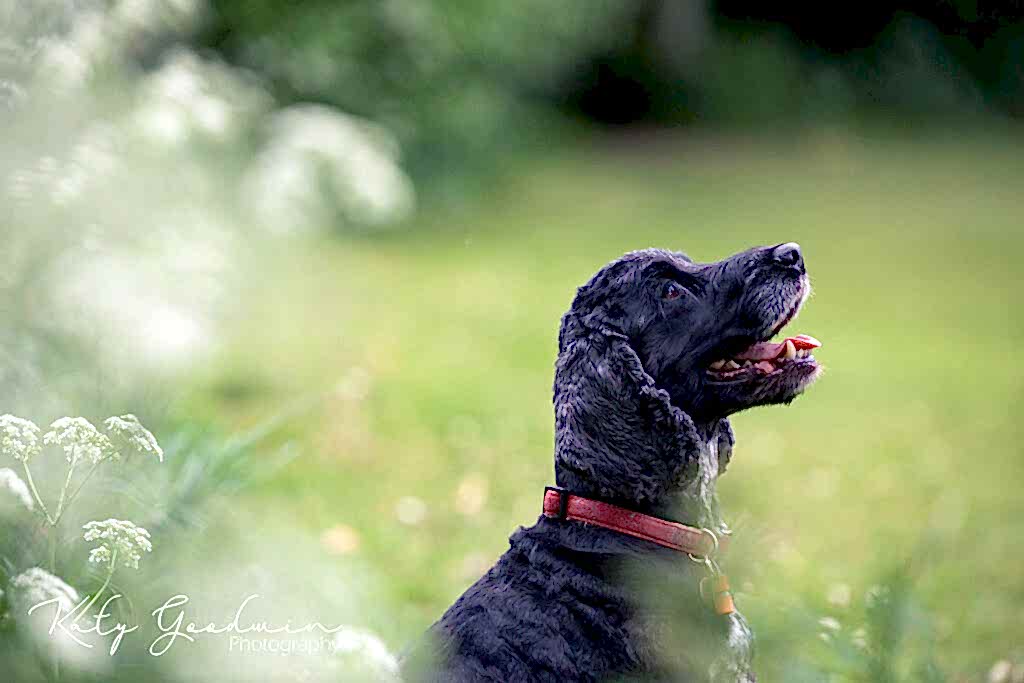 Dog Portraits