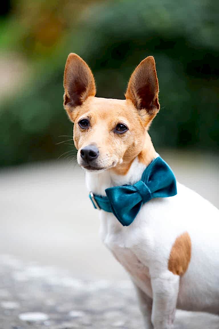 Pet Photographer North Yorkshire