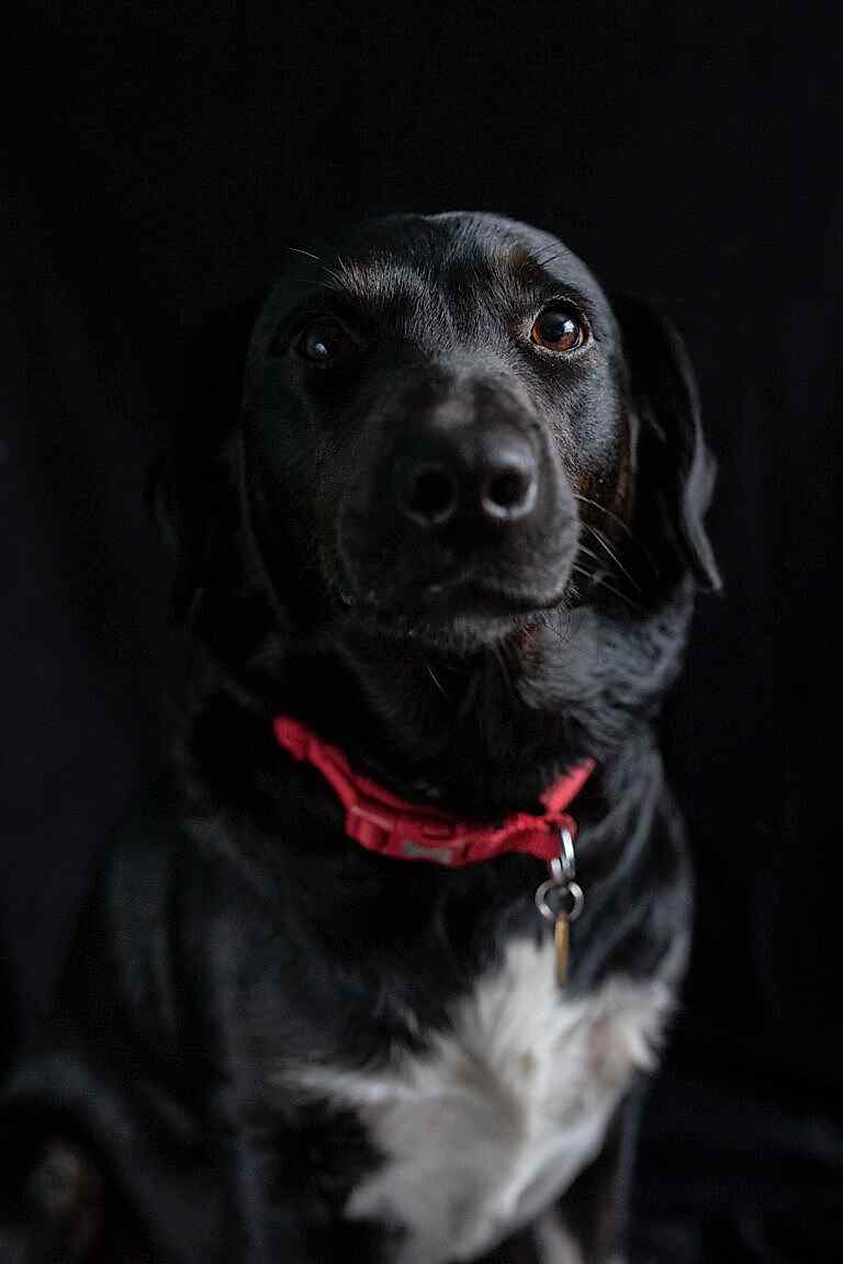 Pet Photographer North Yorkshire