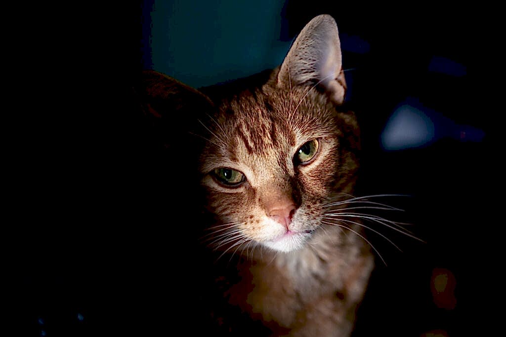 Pet Photographer North Yorkshire