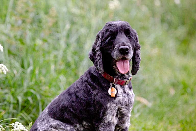 Pet Photographer North Yorkshire