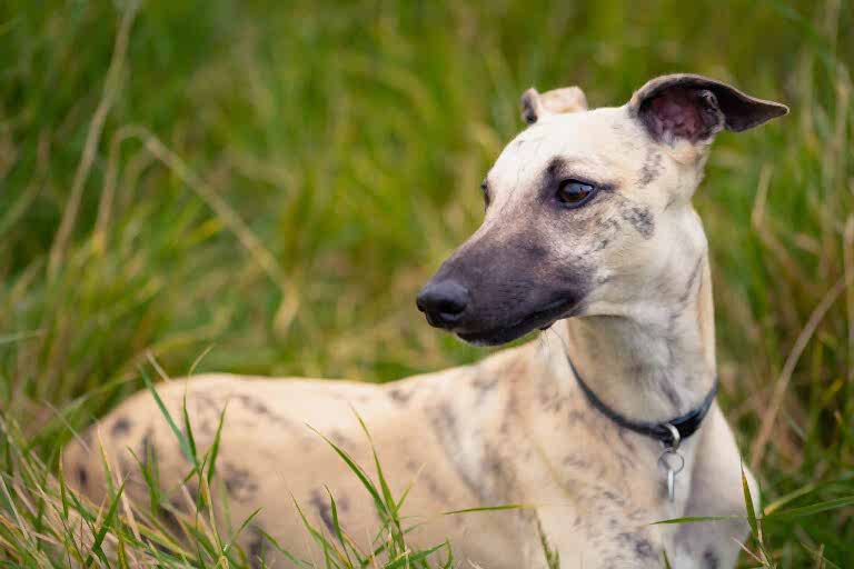 Pet Photographer North Yorkshire