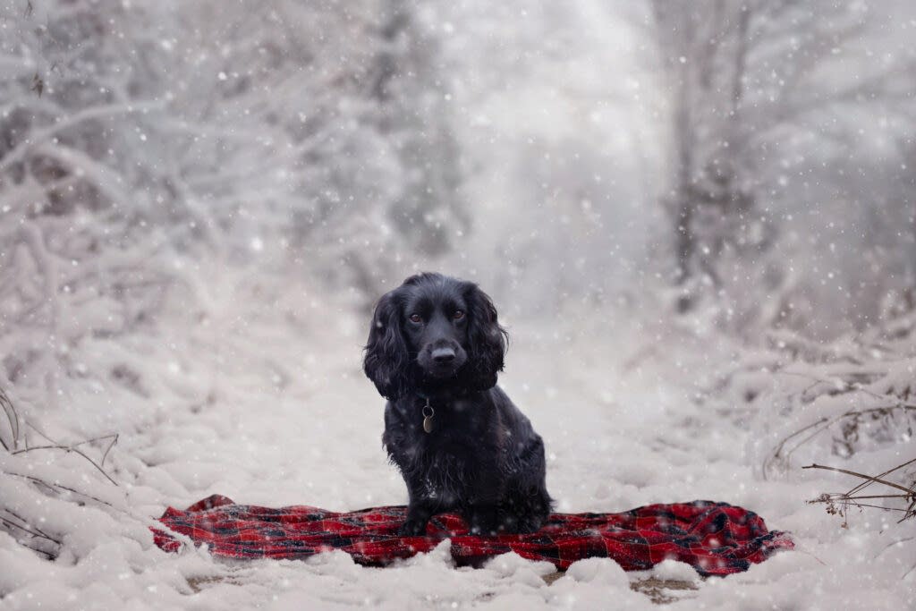 Pet Photographer North Yorkshire