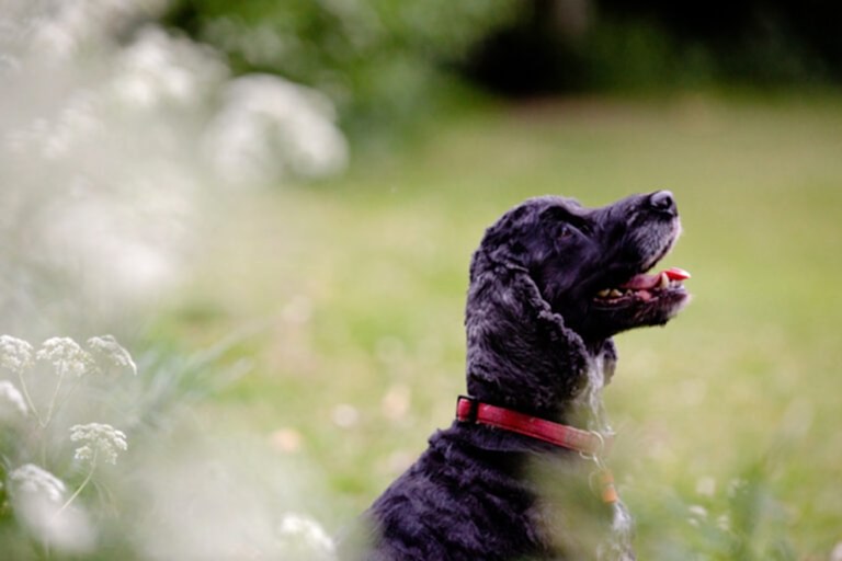 Pet Photographer North Yorkshire