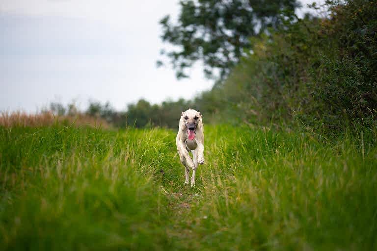 Dog Portraits North Yorkshire