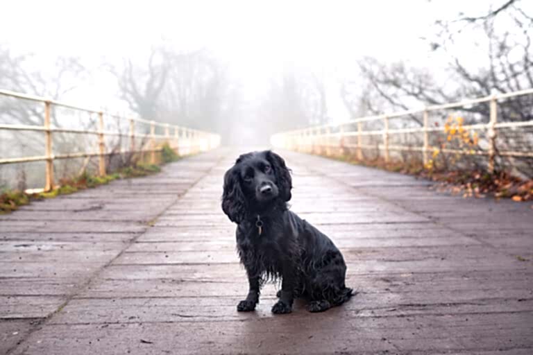 Dog Portraits North Yorkshire