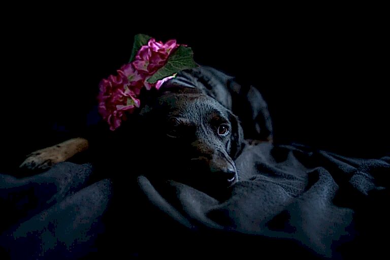 Dog Portraits North Yorkshire