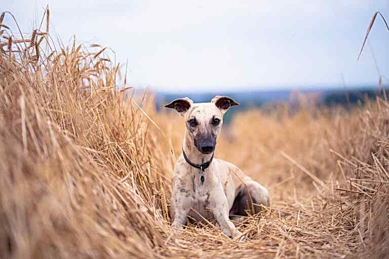 Dog Portraits North Yorkshire