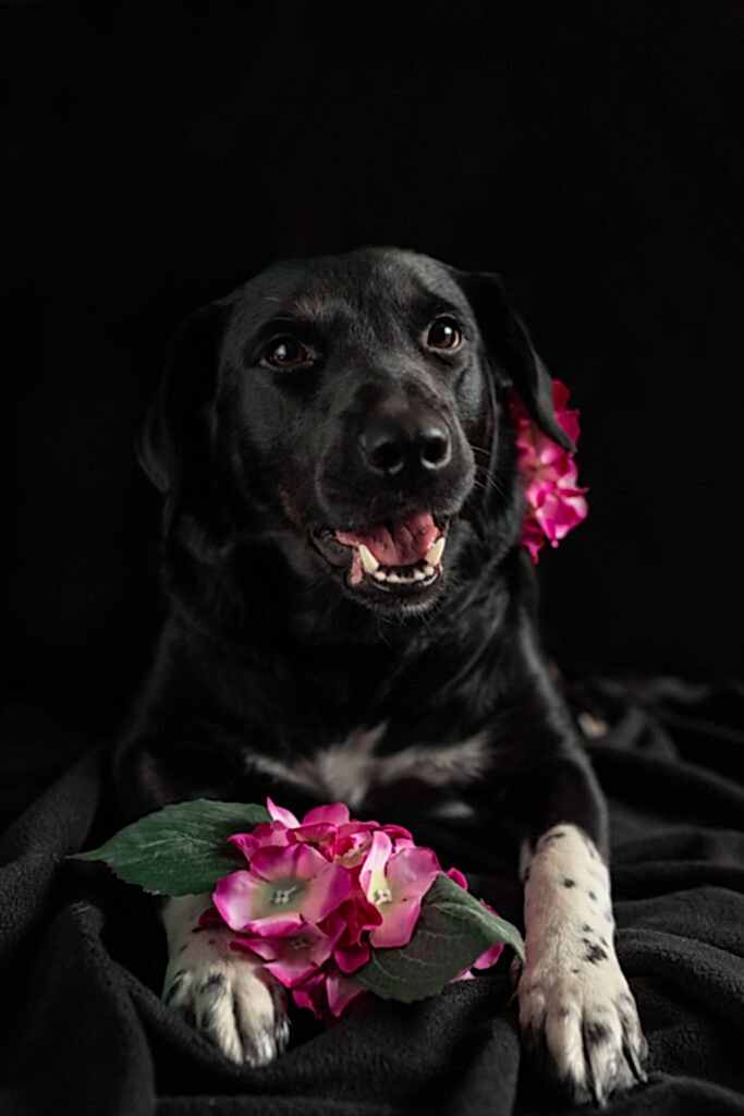 Dog Portraits North Yorkshire
