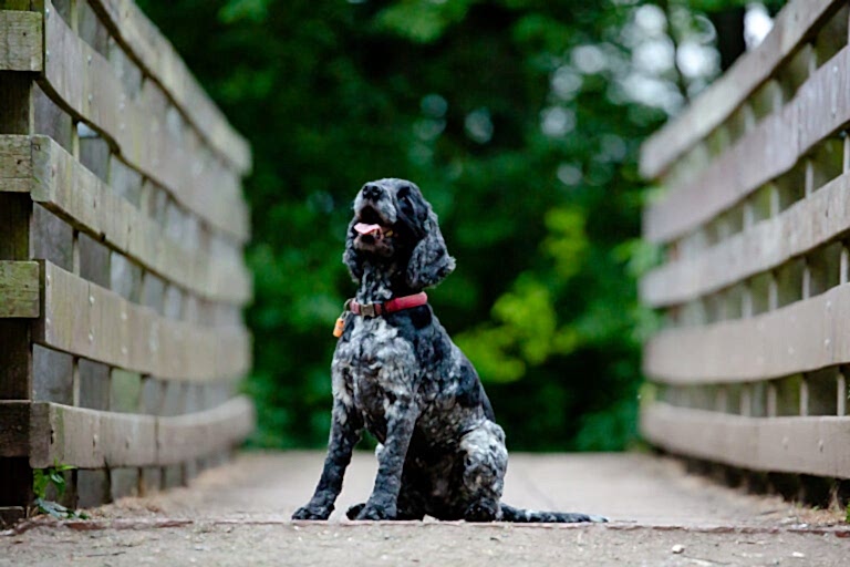 Dog Portraits North Yorkshire
