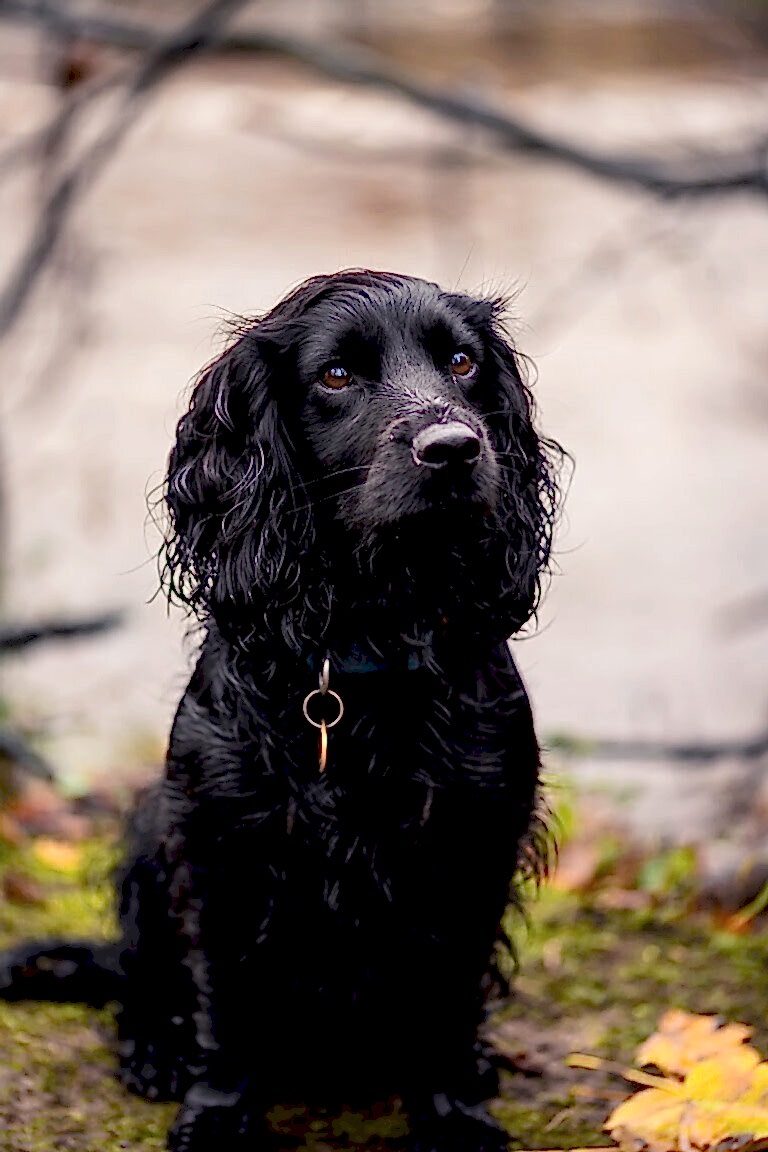 Dog Portraits North Yorkshire