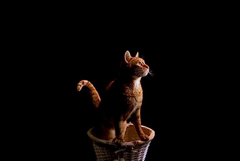 Pet Portraits