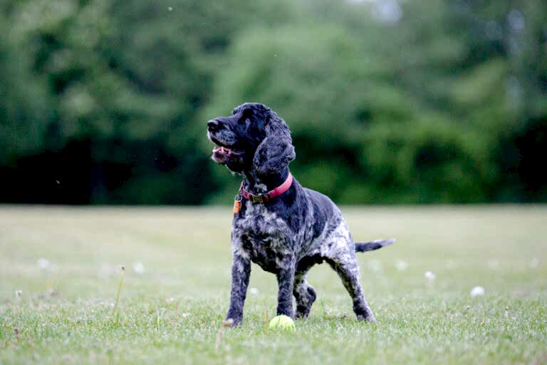 Dog Portraits North Yorkshire