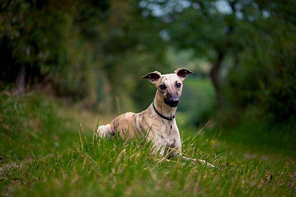 Dog Photograhper