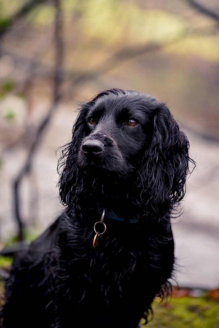 Dog Photograhper