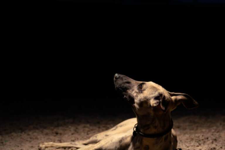 Dog Photograhper