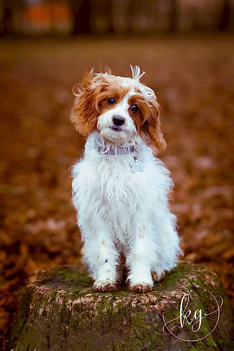 Dog Portraits North Yorkshire