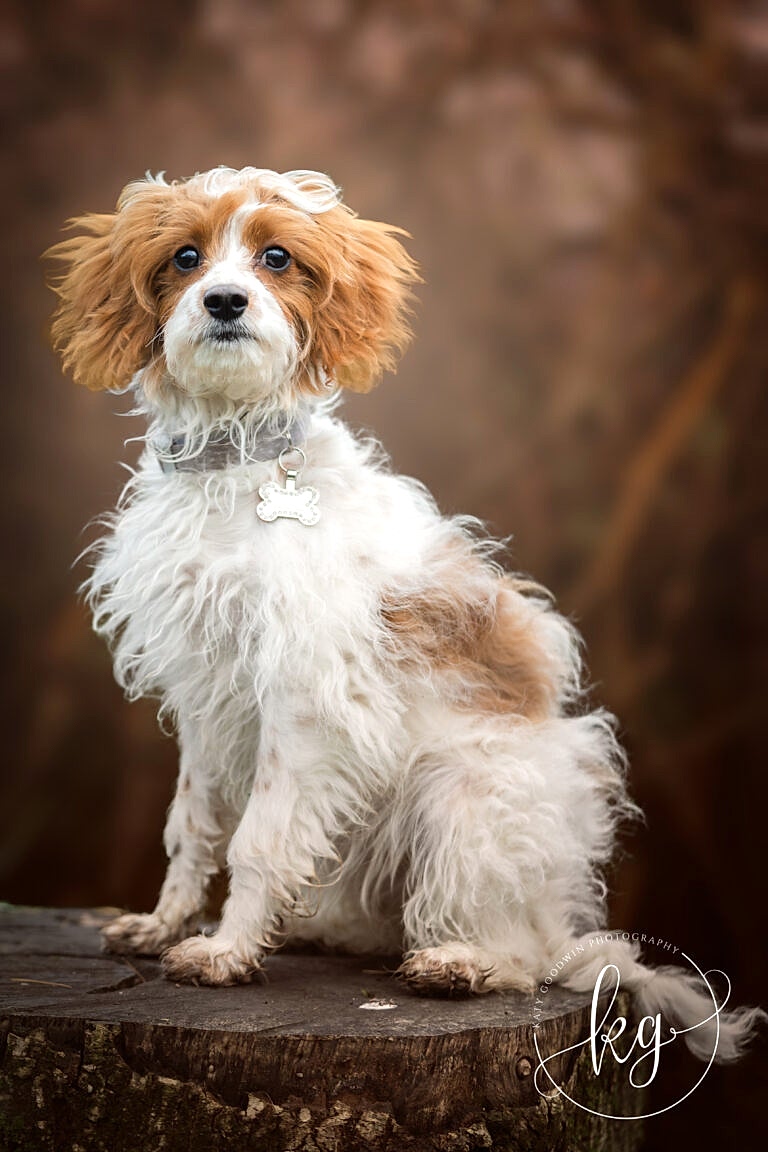 Dog Portraits North Yorkshire