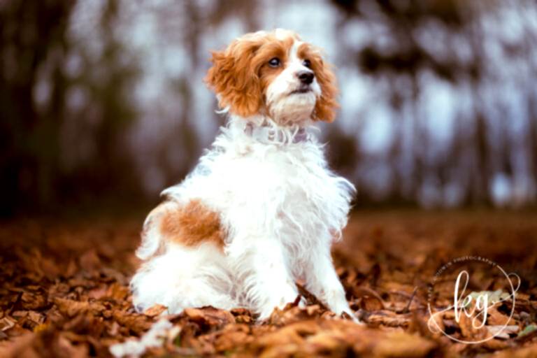 Dog Portraits North Yorkshire