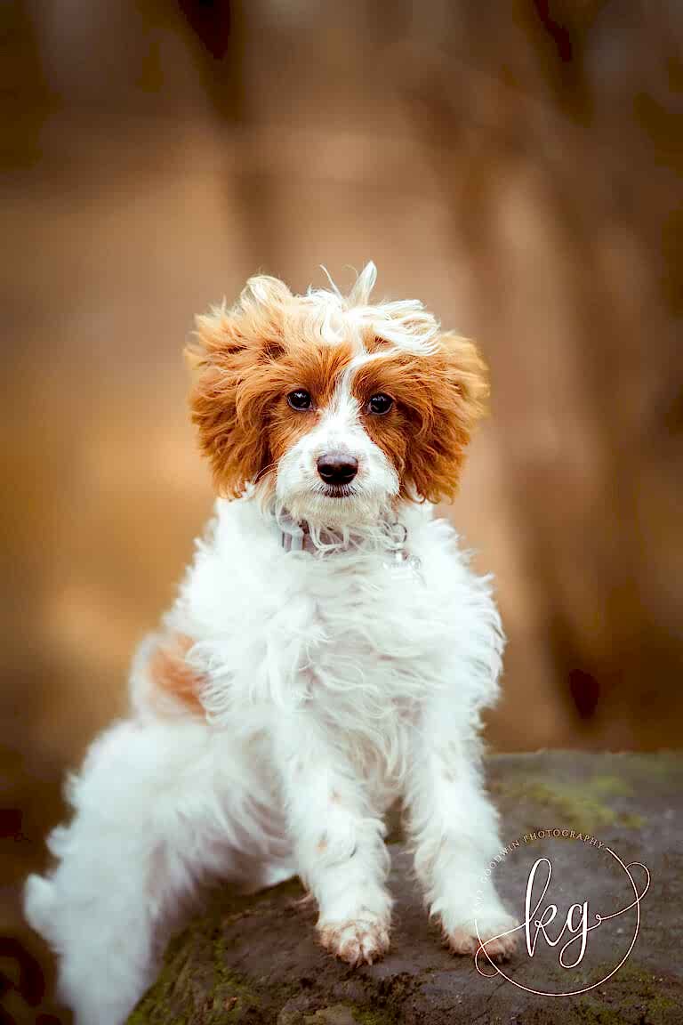 Dog Portraits North Yorkshire