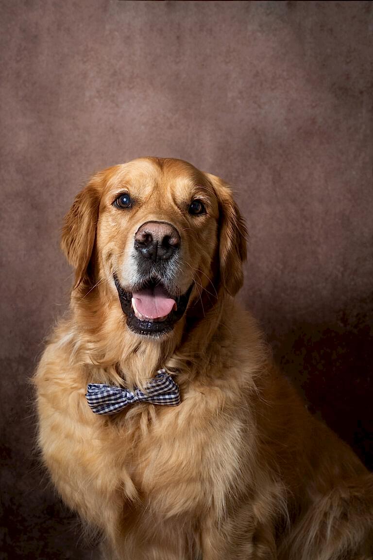 North Yorkshire Pet Photographer