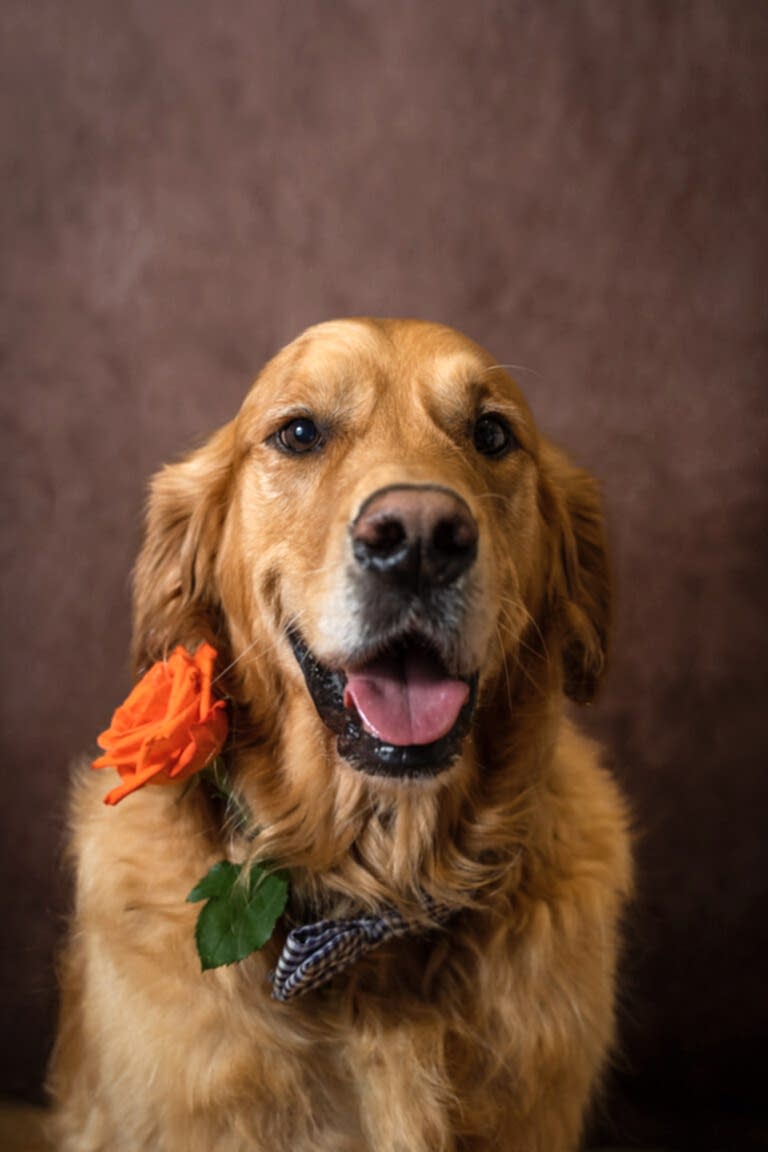 North Yorkshire Pet Photographer
