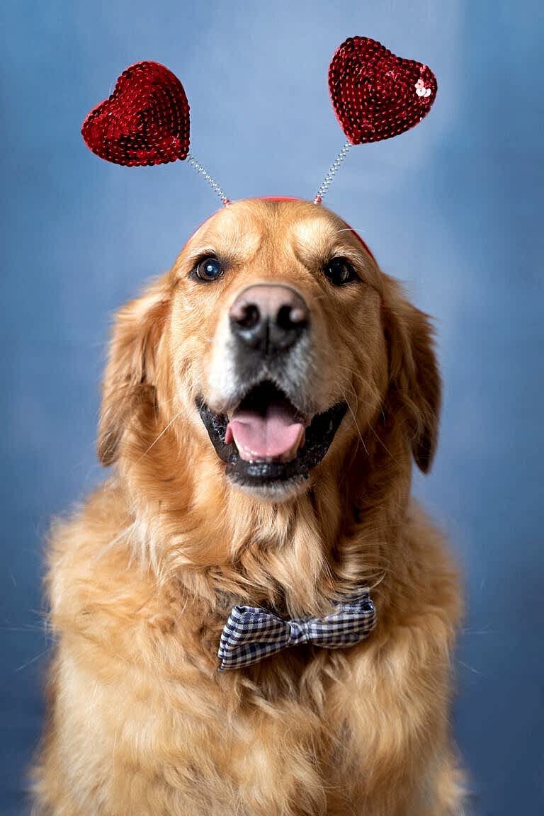North Yorkshire Pet Photographer