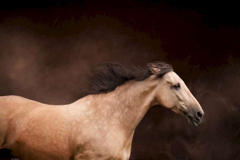 Equine Photography North Yorkshire
