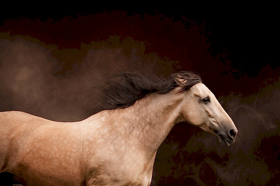 Equine Photography North Yorkshire