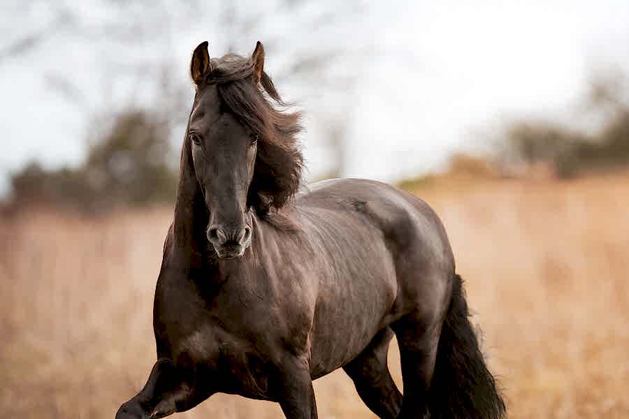 Equine Photography North East