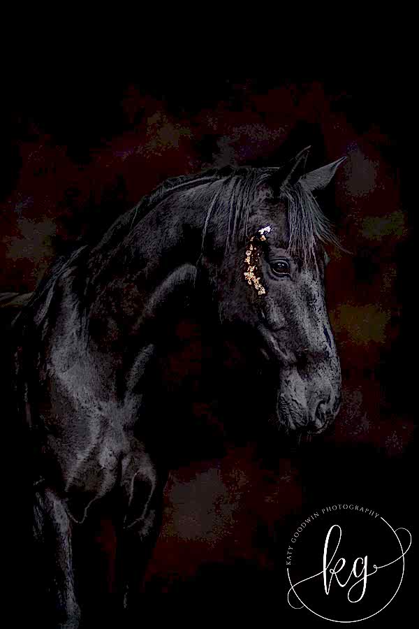Horse Portrait