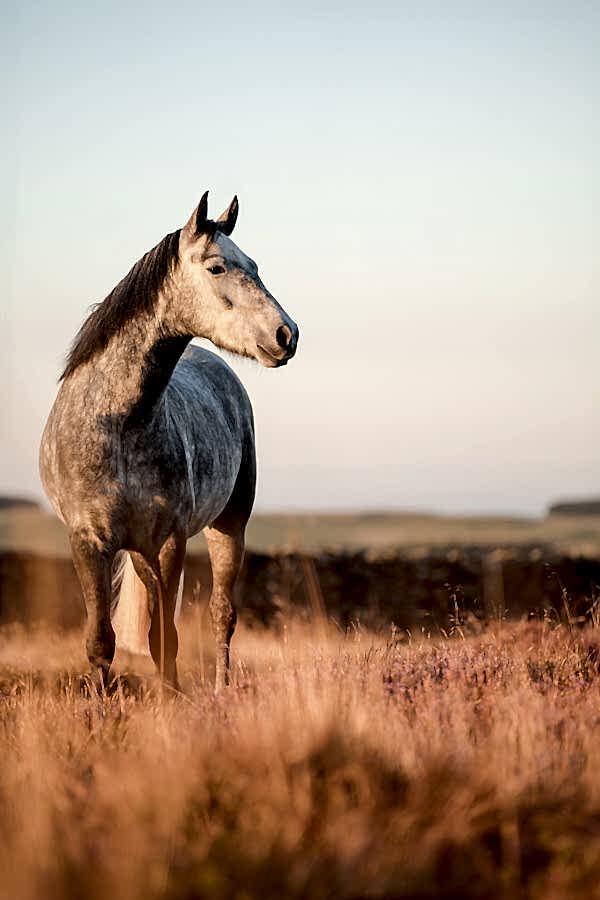Equine Photographer North Yorkshire