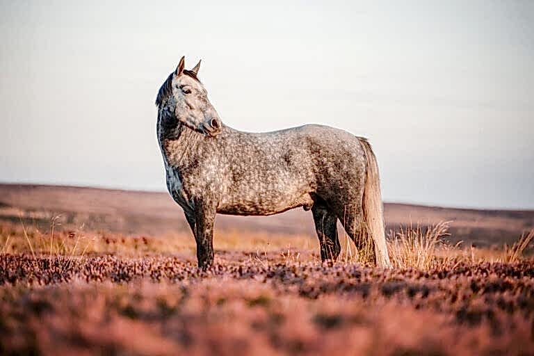 A gray horse stands in a field of pinkish-purple heather under a clear sky.