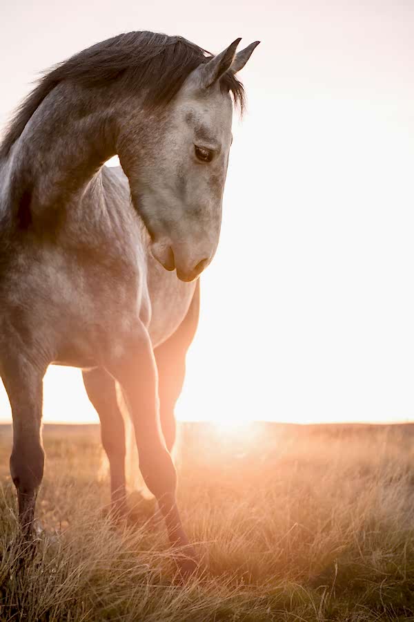 Equine Photographer North Yorkshire