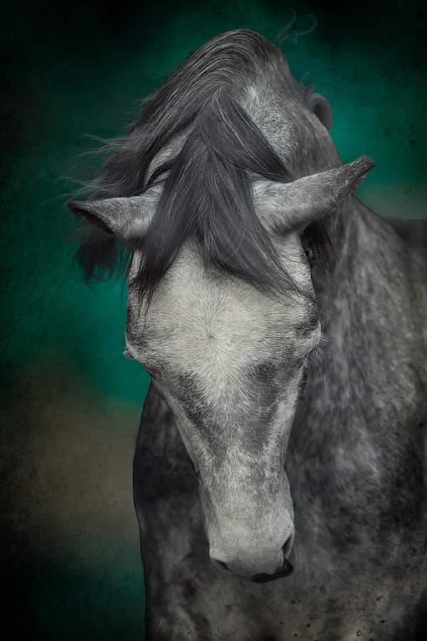 Equine Photographer North Yorkshire