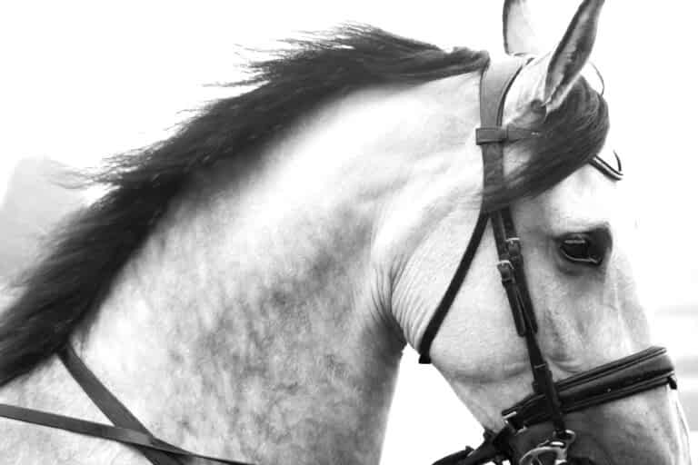 Equine Photographer North Yorkshire